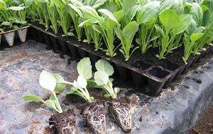 Как вырастить рассаду капусты? секреты выращивания рассады в домашних условиях
