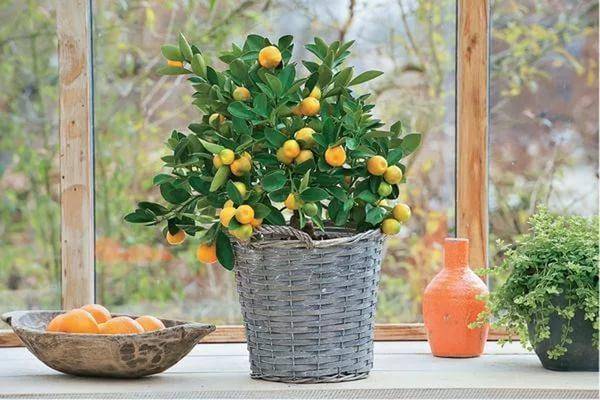 Удобрение для лимонного дерева