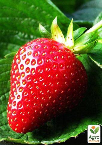 Секреты разведения клубники: как создать «ягодный конвейер»