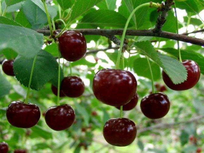 7 самых важных вопросов о выращивании вишни