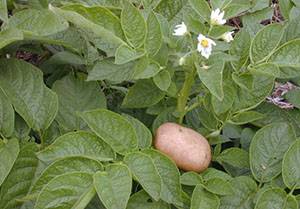 Внекорневая подкормка картофеля после всходов и при цветении
