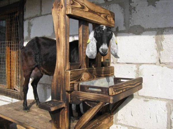 Виды кормушек для коз и как их изготовить