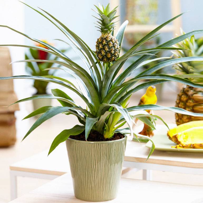 Как вырастить ананас в домашних условиях: нюансы выращивания