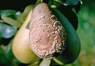 Болезни персика: фото и чем лечить?