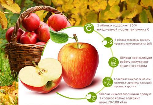 Польза и вред яблок для здоровья