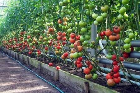 Время посадки рассады помидор для теплицы