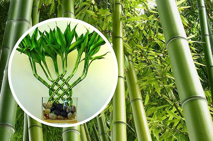 Драцена сандера – «счастливый бамбук» семейства спаржевых: выращиваем дома +видео