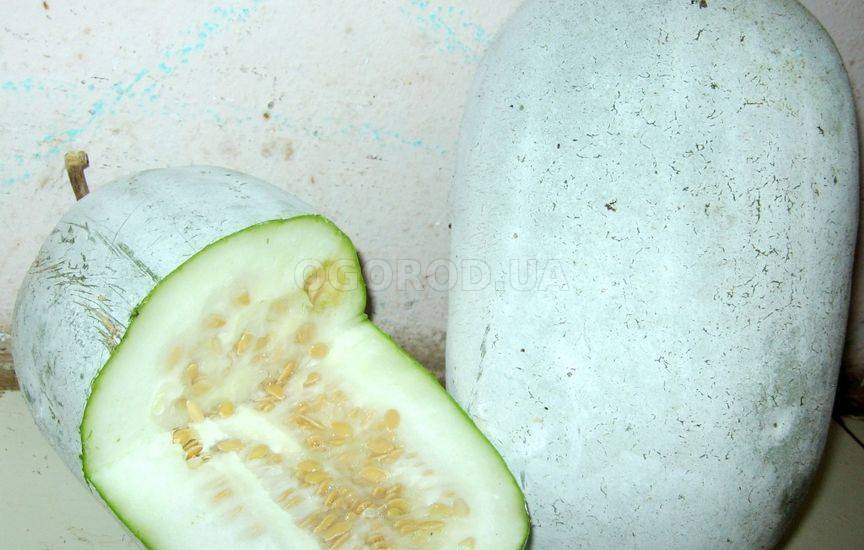 Особенности выращивания сладкой зимней тыквы бенинказа