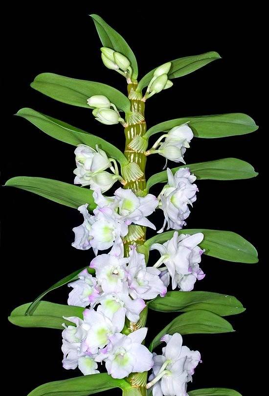 Что нужно знать про цветение орхидеи дендробиум
