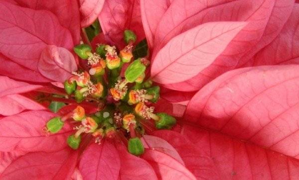 Цветок пуансетия — уход в домашних условиях