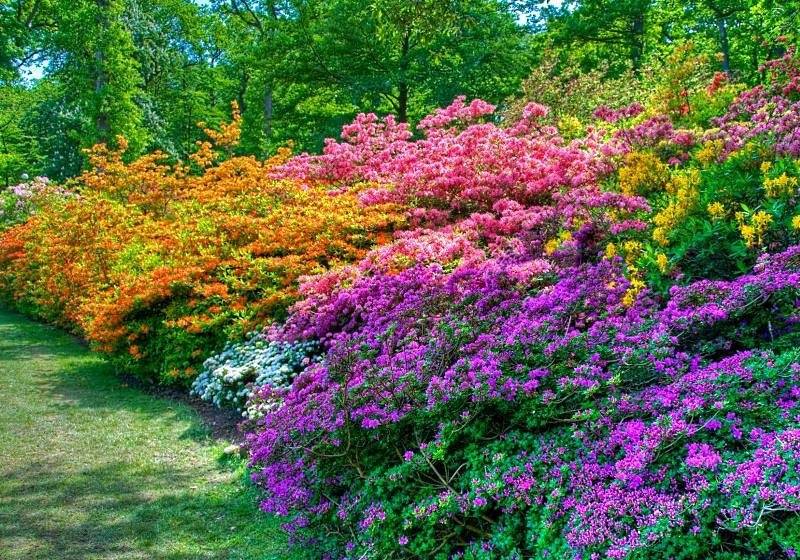15 декоративных растений, цветущих до глубокой осени