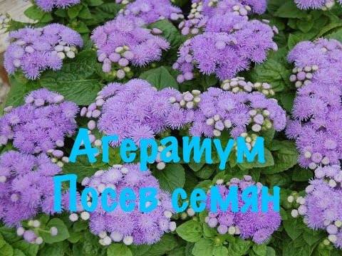 Цветущее растение агератум: выращивание из семян, когда сажать на рассаду и в открытый грунт, как ухаживать за миниатюрным кустарником