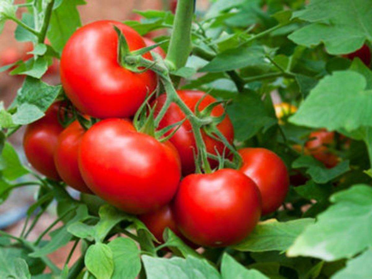 Сорт томата «челнок»: описание, характеристика, посев на рассаду, подкормка, урожайность, фото, видео и самые распространенные болезни томатов