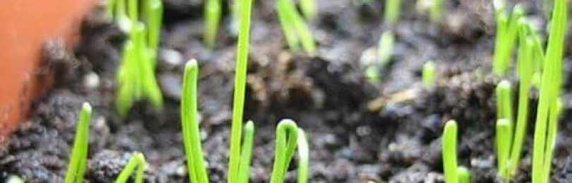 Лук-порей: как правильно подготовить и высадить рассаду в грунт
