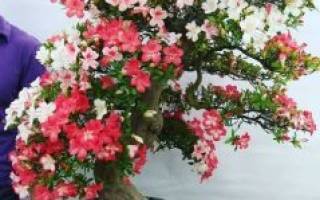 Цветок с шикарным цветением — азалия микс: описание, виды, выращивание