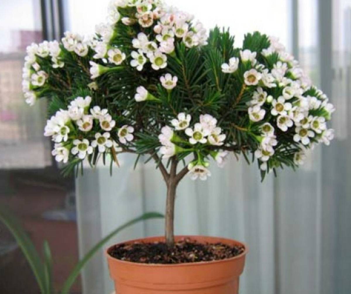 «дерево любви» — цветок аихризон (aichryson)