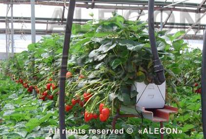 Круглогодичное выращивание клубники из семян в домашних условиях с возможным применением на рассаду