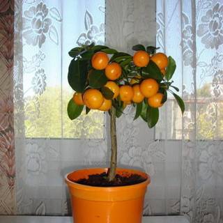 Как вырастить апельсин из косточки дома — цитрусовый сад на подоконнике