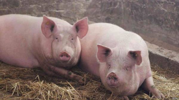 Откуда возникает африканская чума у свиней – симптомы и профилактика заболевания