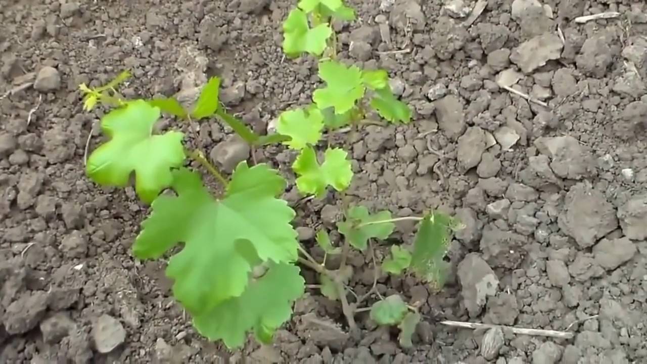 Прививка винограда весной - видео, фото и подробное описание процедуры