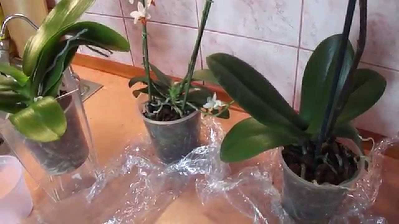 Пересадка орхидей, которые болеют — дело мастера боится