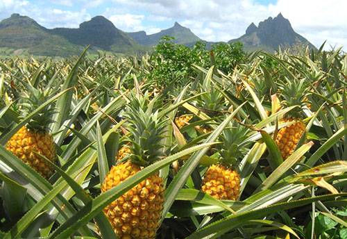 А вы хотите знать где растет ананас в природных условиях?