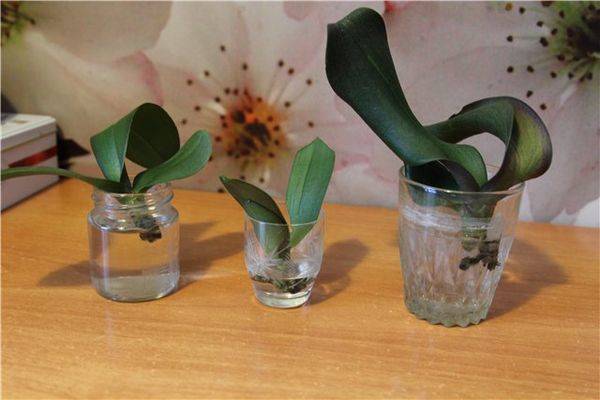 Почему у орхидеи сгнили корни и как можно реанимировать растение, если оно погибает?