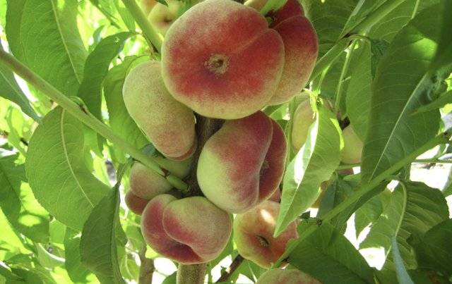 Инжирный персик «сатурн» (плоский) описание сорта, фото, отзывы садоводов