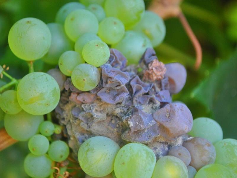 Фото болезней винограда и борьба с ними