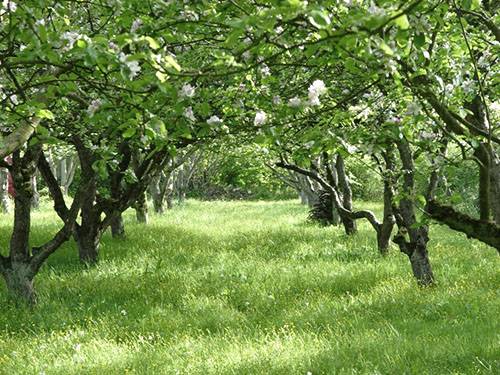Почему яблоня не цветет и не плодоносит: почему это происходит причины и что делать