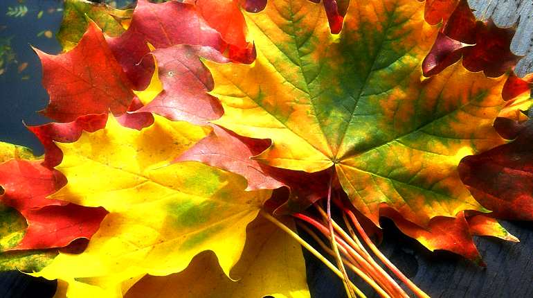 Лечебные свойства листьев клена и противопоказания к применению
