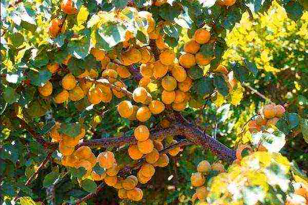 Выращивание абрикос на дачах подмосковья