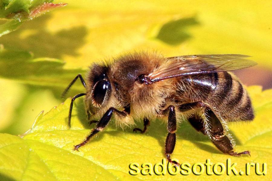 Борьба с вредителями пчел на пасеке