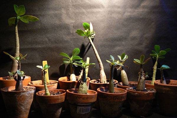 Выращивание адениума из семян в домашних условиях
