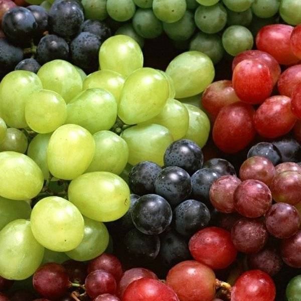 Полезные свойства и применение масла виноградных косточек