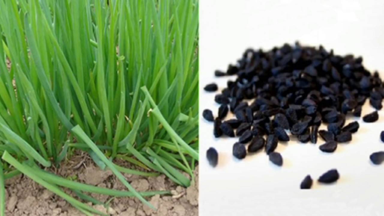 Лук-батун: выращивание из семян, посадка и уход
