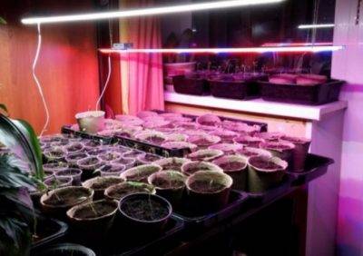 Топ–8 лучших ламп для роста растений: правила выбора фитолампы