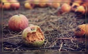 Можно ли использовать опавшие яблоки как удобрение?