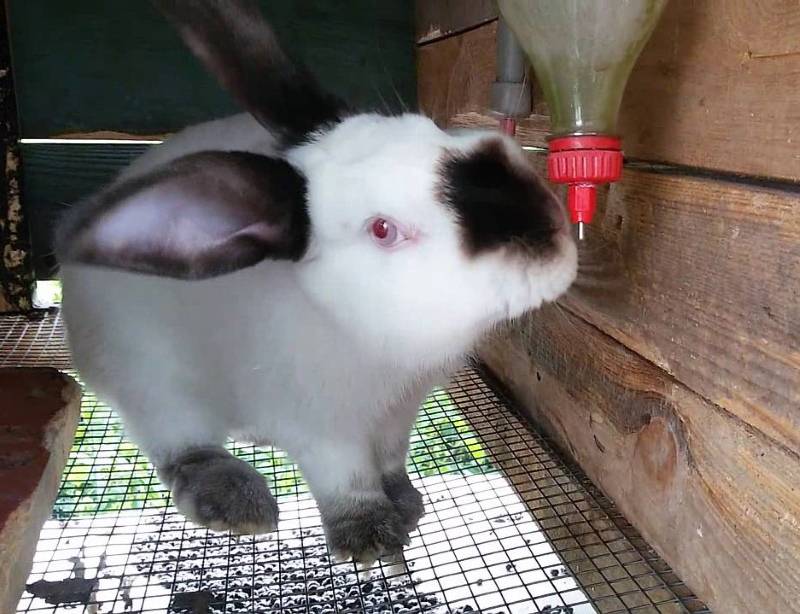 Как сделать поилку для кроликов, вакуумная и ниппельная модели