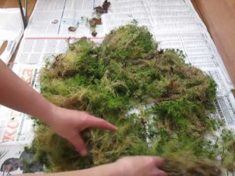 Как подготовить мох для улиток