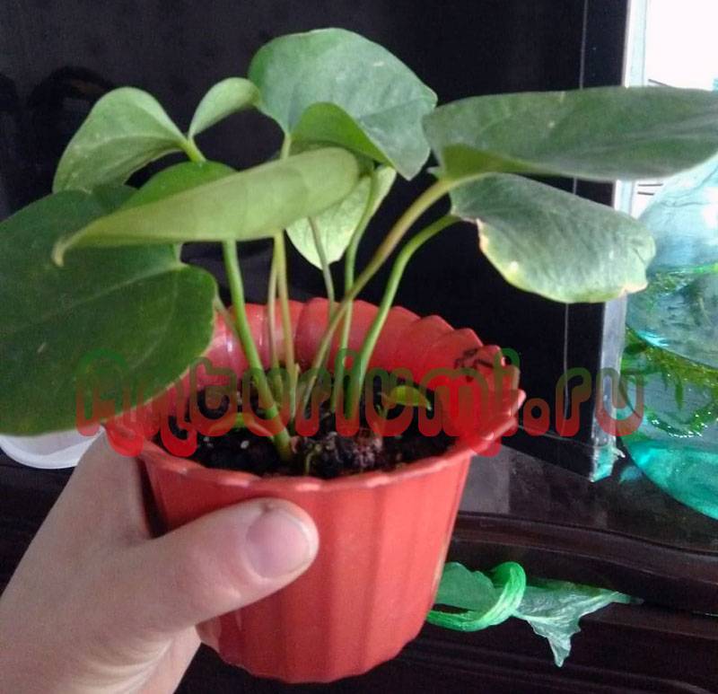 Антуриум андре —  уход за комнатным растением в домашних условиях ?