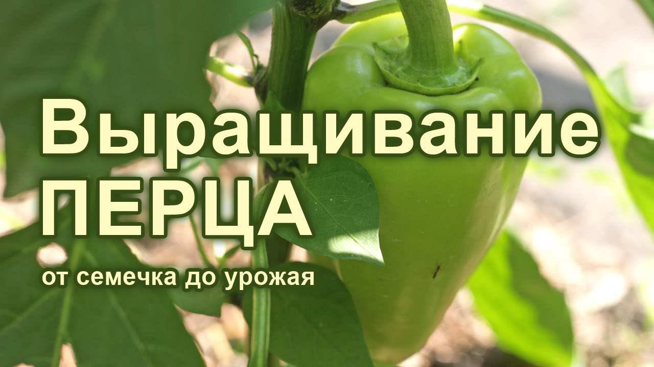 Выращивание рассады болгарского перца на даче — видео