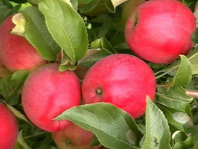 Описание яблони сорта «услада»: посадка, фото, отзывы