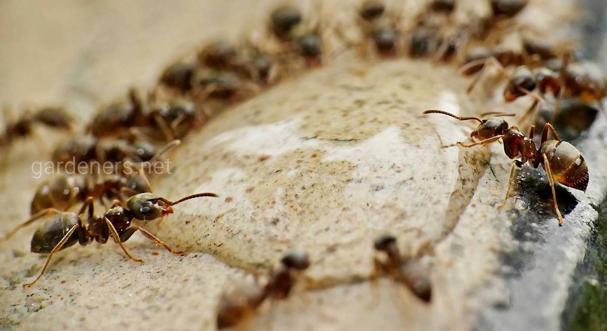 Как вывести муравьев с грядки с огурцами: эффективные методы