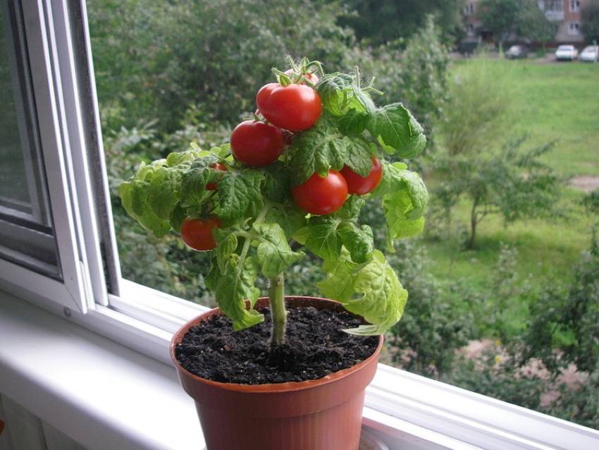 Как замочить семена томатов перед посадкой на рассаду