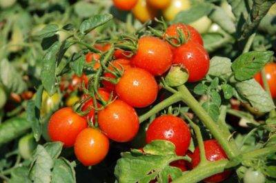 Чем подкормить томаты во время цветения и плодоношения в открытом грунте