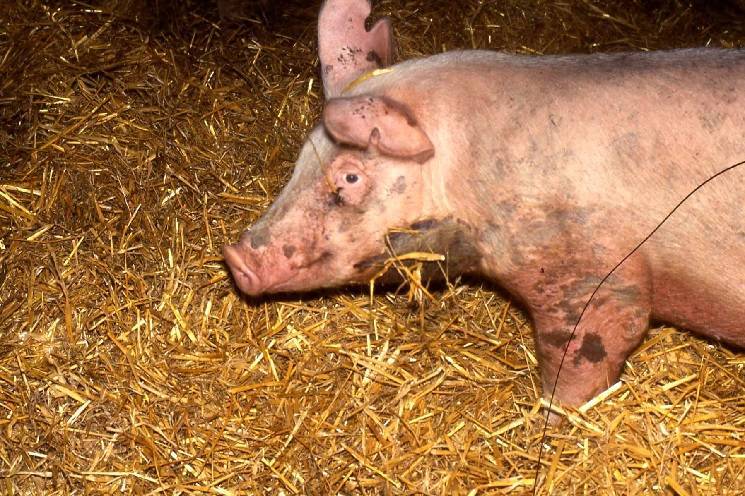 Рожа свиней: характеристика и лечение