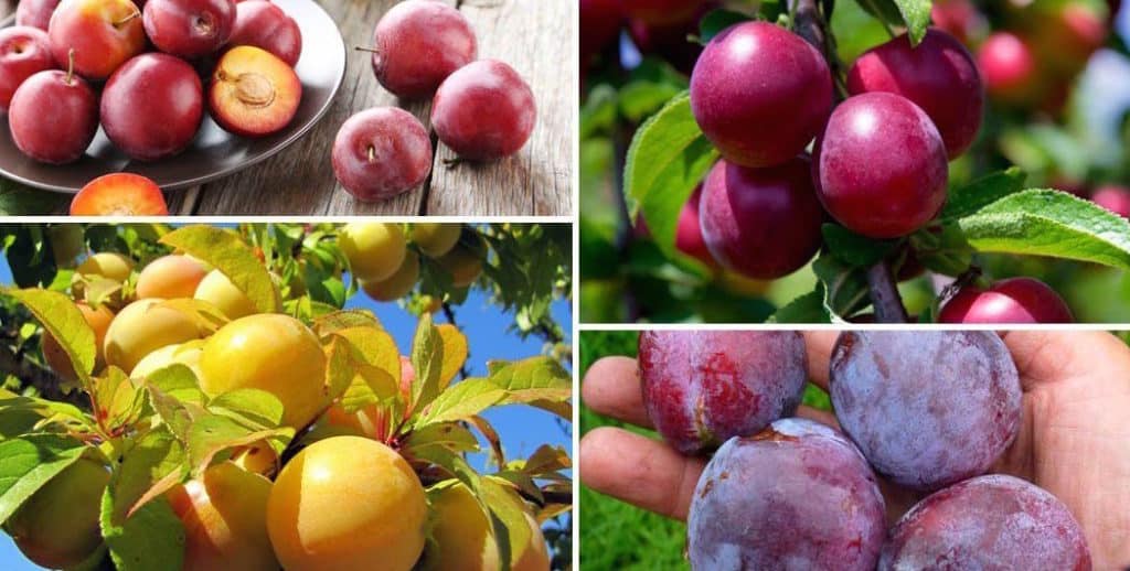 Польза и вред персиков для здоровья организма