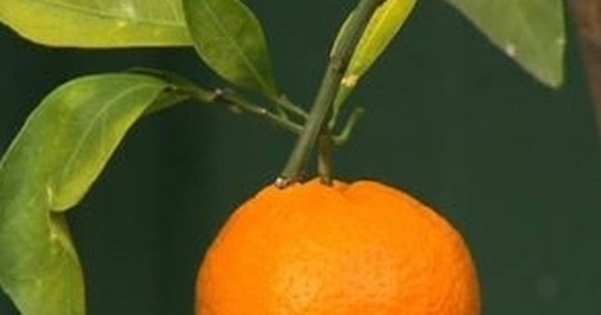 Апельсин дома или как вырастить комнатное солнышко
