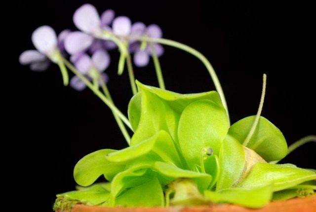 Необычное комнатное растение из рода насекомоядных — жирянка